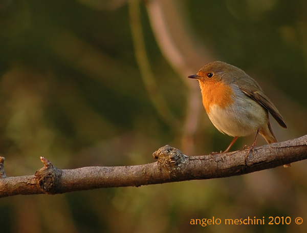 Pettirosso e i colori dell''autunno